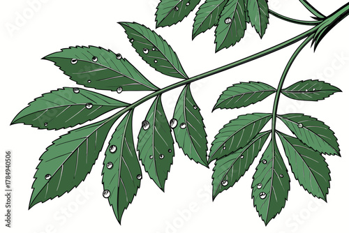 Green Compound Leaves with Water Droplets Keywords: plant, branch, compound leaves, green