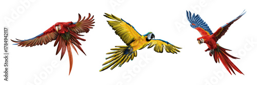 Colorful macaw parrots flying in the sky, detailed wildlife digital illustration.
