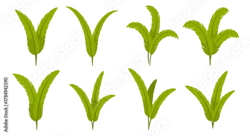 eight vibrant green ferns arranged neatly in two rows