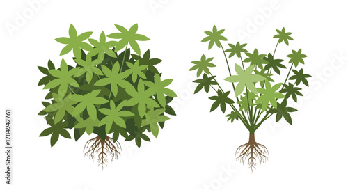 two plants with green leaves and visible roots side by side