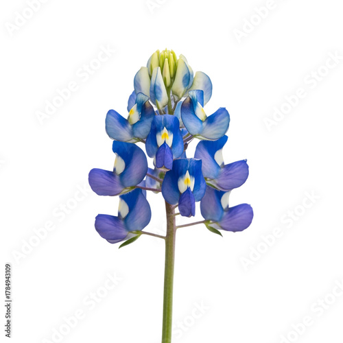 Bluebonnet Flower isolated on white background 