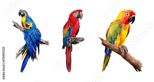 Colorful tropical parrots including macaws and sun conures perched on branches, showcasing vibrant feathers and exotic beauty in realistic digital illustration style.