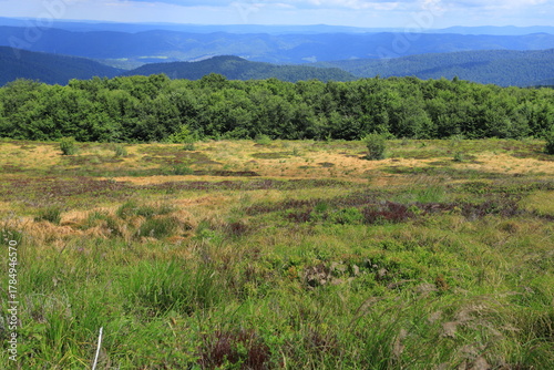 Fototapeta Naklejka Na Ścianę i Meble -  Border between  forest and grass meadows in Bieszczady Mountains, Polonina Wetlinska, Poland