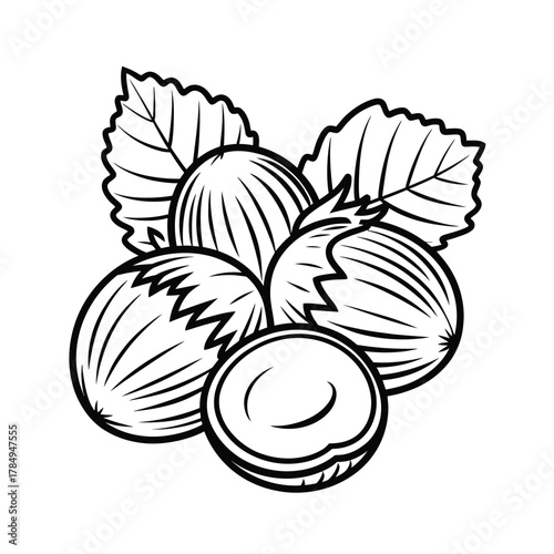 Hand drawn illustration of hazelnuts with leaves in black and white outline style