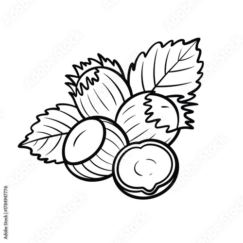 Hand drawn illustration of fresh hazelnuts with leaves in black and white outline