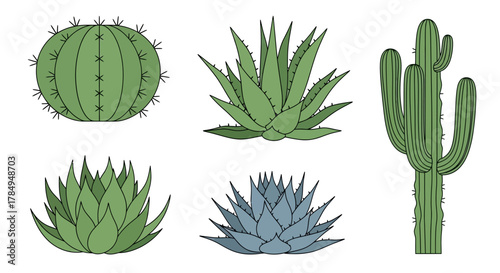 Simple Line Art Desert Cactus and Succulent Illustration Botanical Element