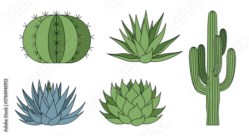 Handdrawn Various Desert Greenery Cactus Succulent Plant Illustration Isolated