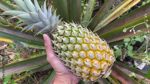 Farmer hand holding a ripe pineapple after harvesting. Yellow Pineapple fruit on the tree. Concept for agriculture, urban farming,	