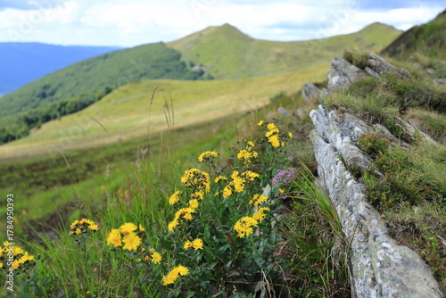 Fototapeta Naklejka Na Ścianę i Meble -  Natural plants - Hieracium  umbellatum flowers on Polonina Wetlinska, Bieszczady Mountains, Poland
