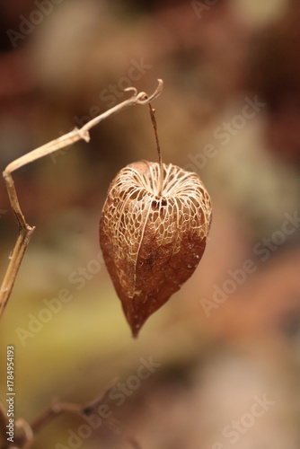 Schilderij op canvas Delicate Skeletal Seed Pod in Macro