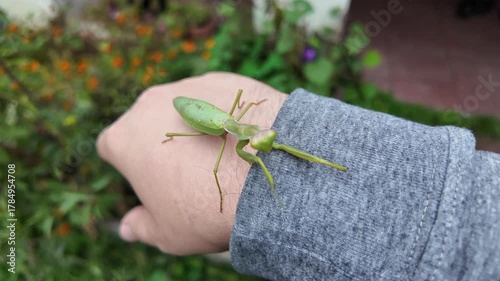 Large green praying mantis on a person's hand. 4K slow-motion video. Macro view of a praying mantis on a person's hand as it looks around.