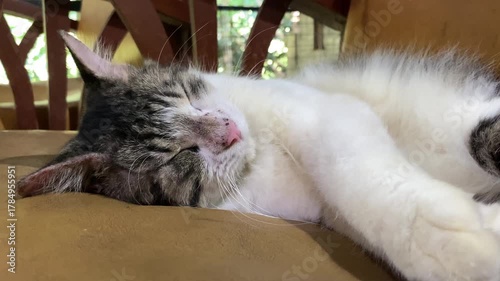 4k video footage of a Cute black and white domestic cat while sleeping on a chair at home. Cat stretching during sleep	