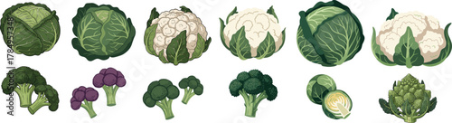 Set of Brassica Vegetables Cabbage Broccoli Cauliflower Vector