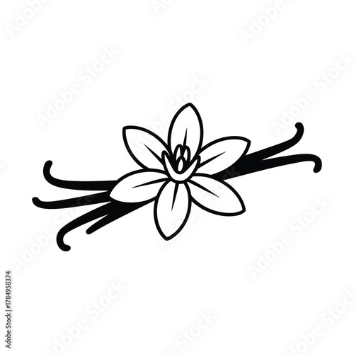 Hand drawn illustration of a vanilla flower with long vanilla bean pods