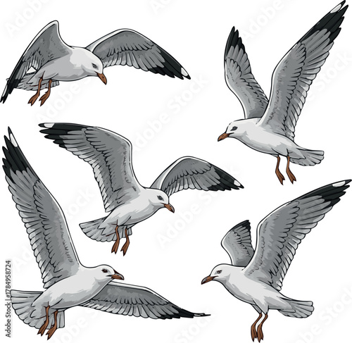  Isolated need kinds of seagulls flying in the sky set victor art on white background.