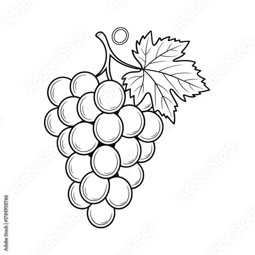 Hand drawn sketch of a ripe bunch of grapes with a single leaf and stem
