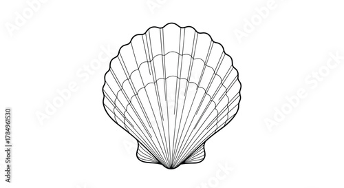 Outline drawing of a scallop shell with radiating lines and scalloped edges.