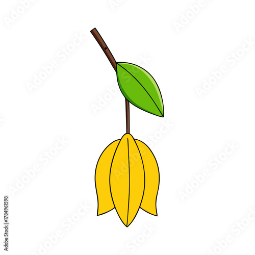 vector illustration of an orange fruit