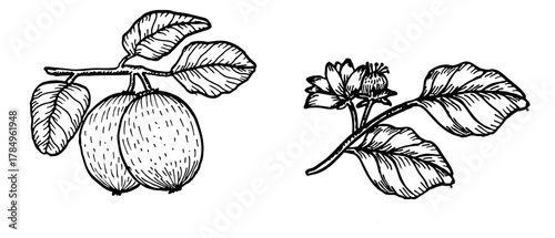 Set of kiwi fruit branches in linear vintage style. Hand drawn vector illustration of whole fruits and flowers. Ink pen kiwifruit outline - design for food labels.