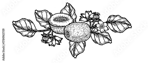 Kiwi fruit branch border in linear sketch style. Outline vector illustration of kiwifruit with leaves and flowers.