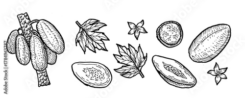 Vector set of Papaya fruit isolated. Hand drawn sketch of bunch fruits, whole papaya, halves with leaves and flowers. Pawpaw linear vintage illustration can used for food labels, backgrounds.