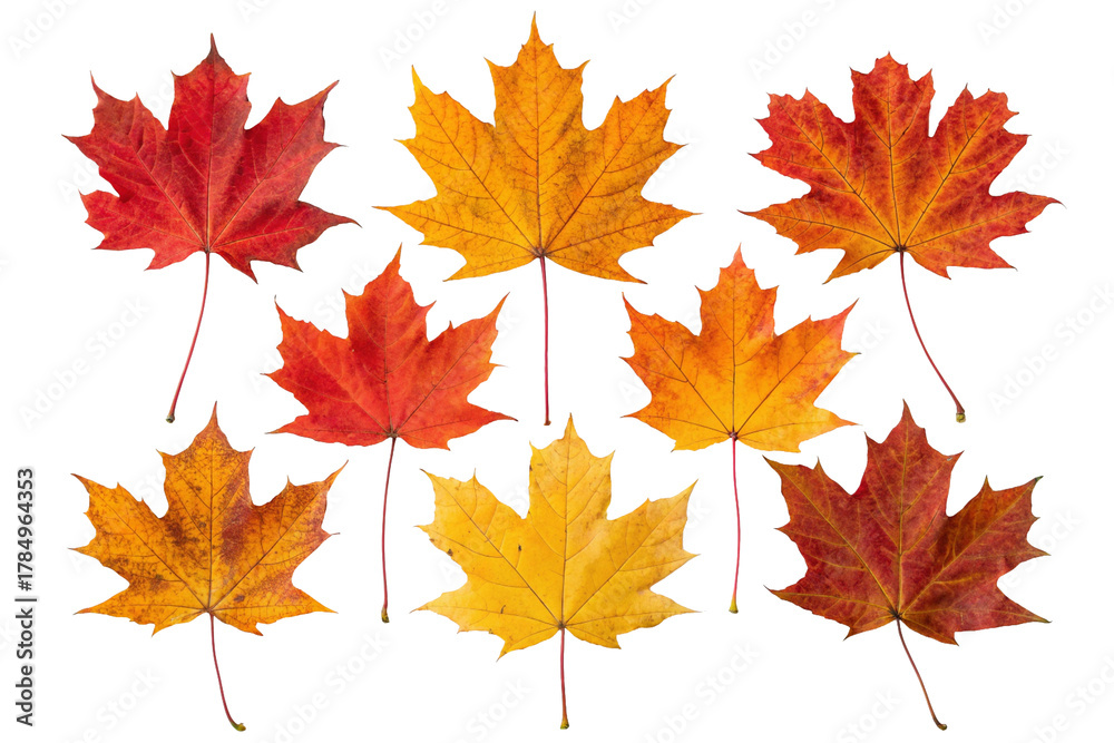 Obraz premium autumn maple leaves isolated on white