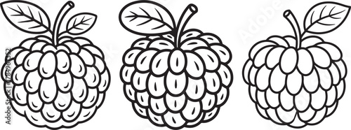 set of Blackberry Line Art Drawing Vector Illustration for Coloring Book Page