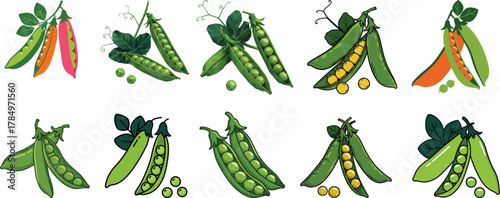 Set of Green Pea Pod Illustrations for Vegetable Market, Gardening, and Healthy Food Recipes Content