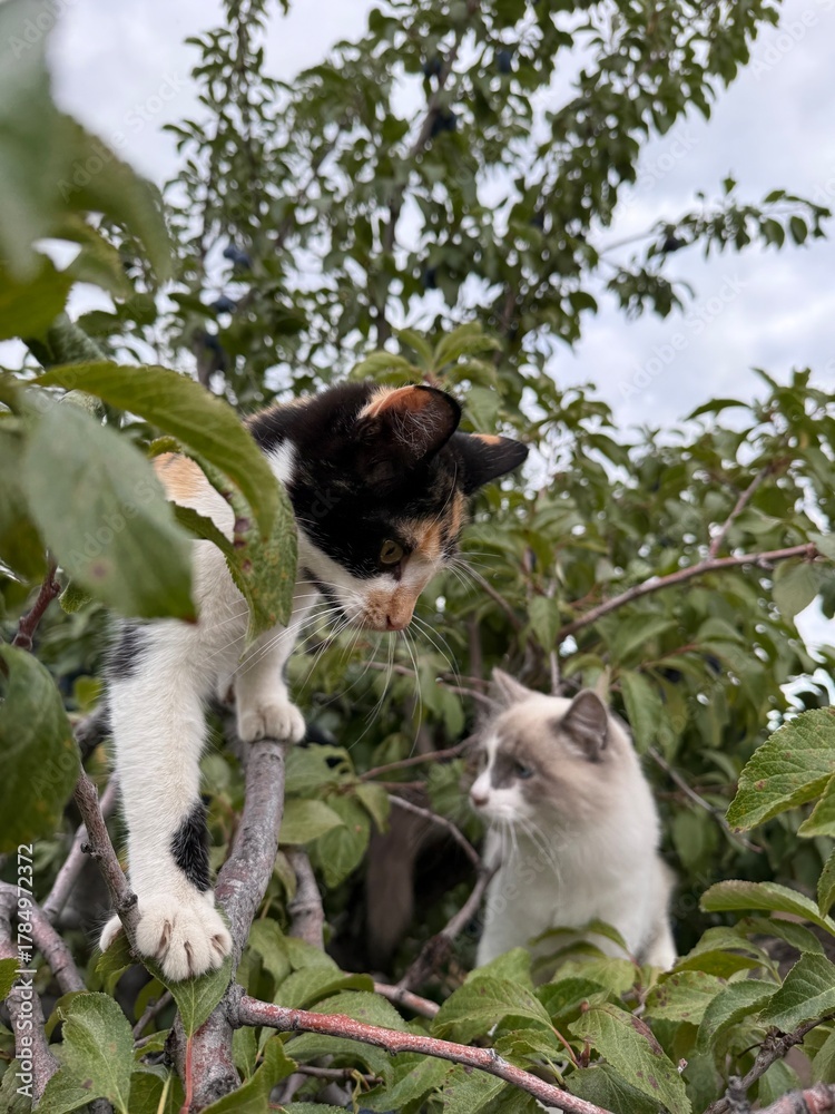 Obraz premium Cats climbing a tree, cute cat picture, cat in tree