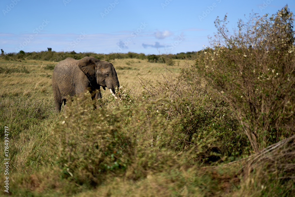 Fototapeta premium African elephant in Masai Mara