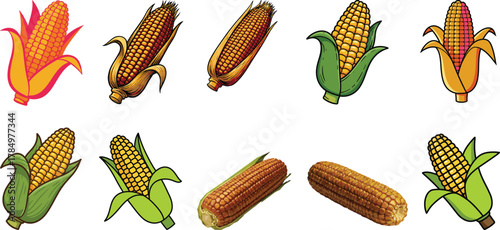 Set of Corn Cob Illustrations and Realistic Photos for Food, Farming, and Sweet Maize Content