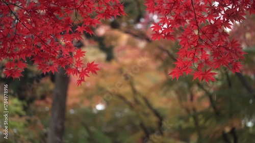秋雨の中,公園できれいに色付く真っ赤なもみじ