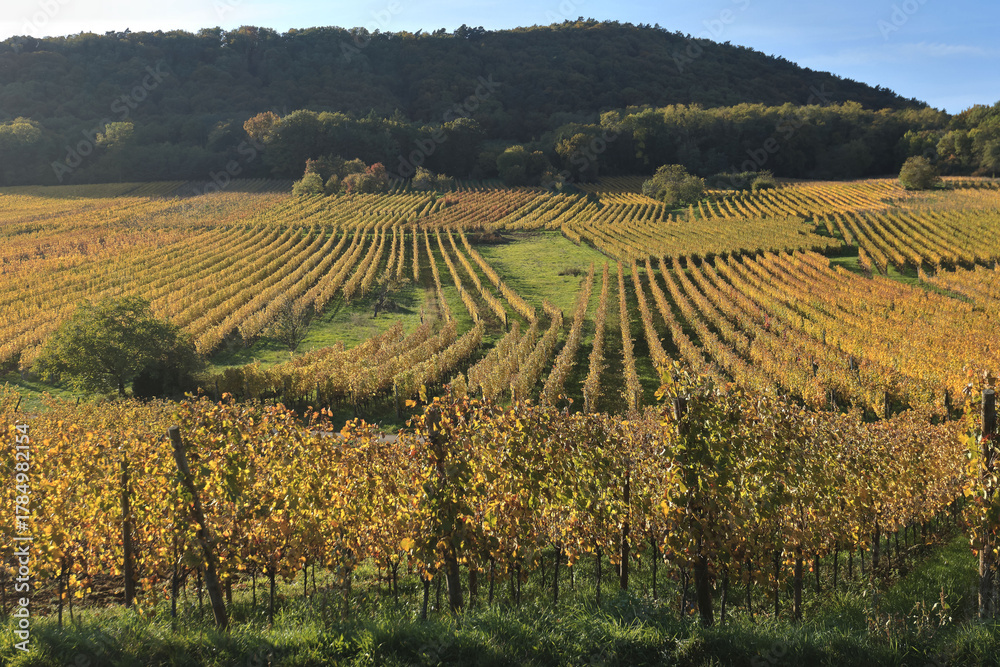 Fototapeta premium Alsace, région de Barr, vignes