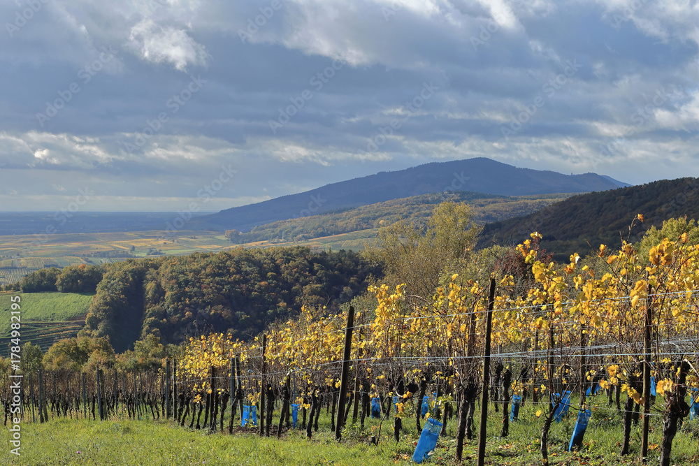 Fototapeta premium Alsace, Région de Barr