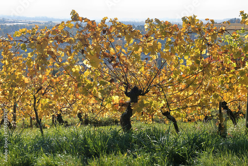 Vigne à l'automne