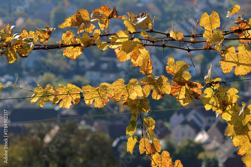 Feuilles de vignes