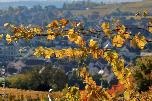 Feuilles de vignes à l'automne