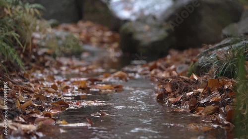 秋雨の中,落ち葉の間を流れる小川