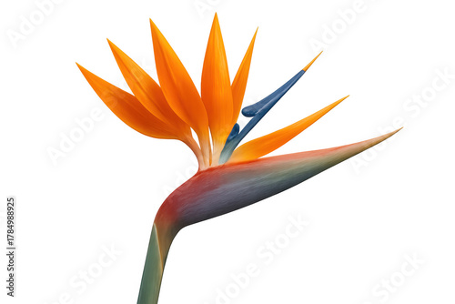 Bird of paradise flower, strelitzia reginae, vibrant orange and blue exotic plant with transparent background