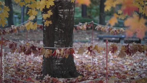 秋の公園の黄色い葉がついた楓の木と落葉