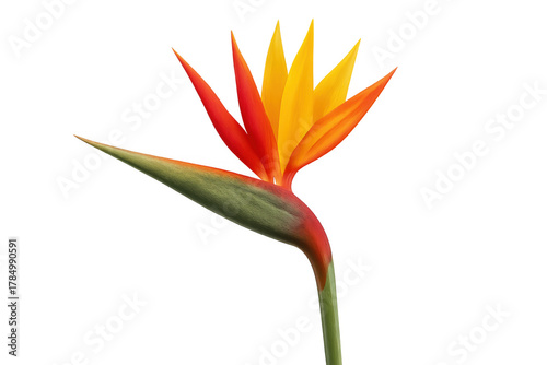 Bird of paradise flower, strelitzia reginae, vibrant orange and yellow tropical blossom, transparent background