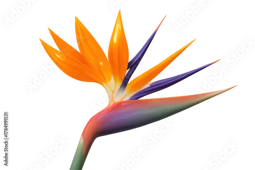 Strelitzia reginae flower showcasing its unique shape and striking colors, representing beauty and exotic nature