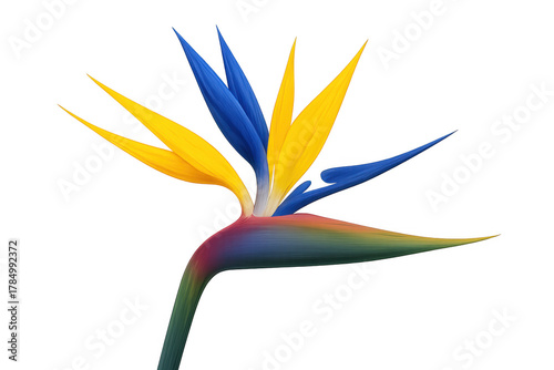 Bird of paradise strelitzia reginae flower with vibrant yellow and blue petals, tropical plant, transparent background