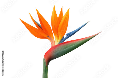 Strelitzia flower displaying vibrant orange and blue petals, tropical plant on transparent background, symbolizing exotic beauty