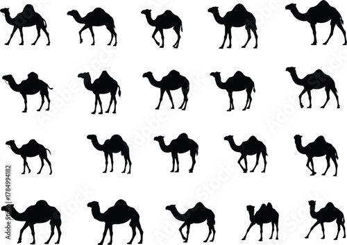 Camel silhouette set, desert animal icons, Arabian wildlife vector, walking camel poses, hump variations, black graphic shapes, flat vector illustration