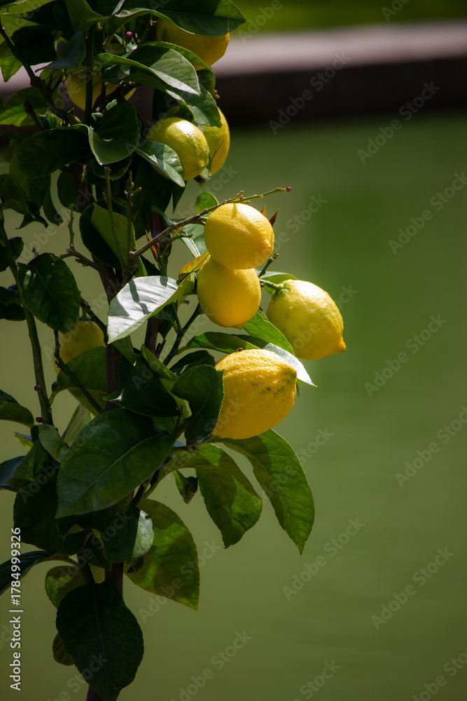 Obraz premium Citrons prenant le soleil