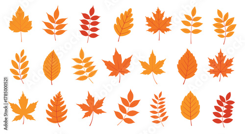 A collection of diverse autumn leaves in vibrant orange and red hues.