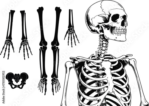 Anatomical illustration of a human skeleton and its parts
