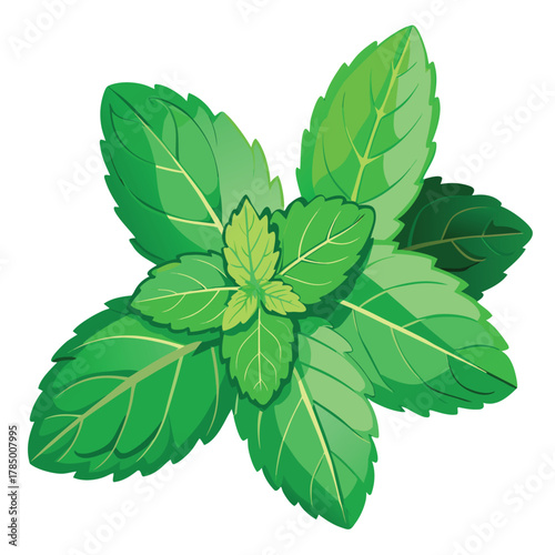 Fresh mint leaves illustration for culinary and garnish purposes usage