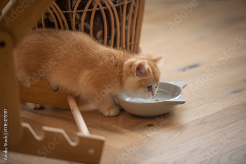 Close up of a Golden British Short Hair kitten drinking water from her bowl between a chair and plant pot in the living room of a house in Edinburgh, Scotland UK